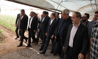 بازدید وزیر جهاد کشاورزی از مجتمع گلخانه‌ای در شهرستان جیرفت 